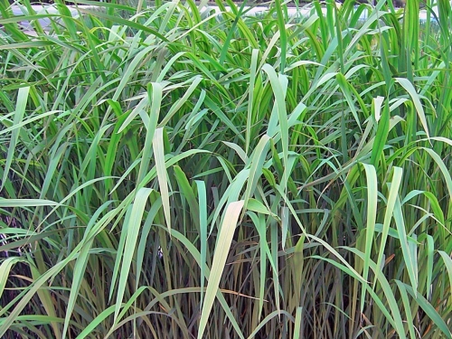 Zizania latifolia Wasserreis